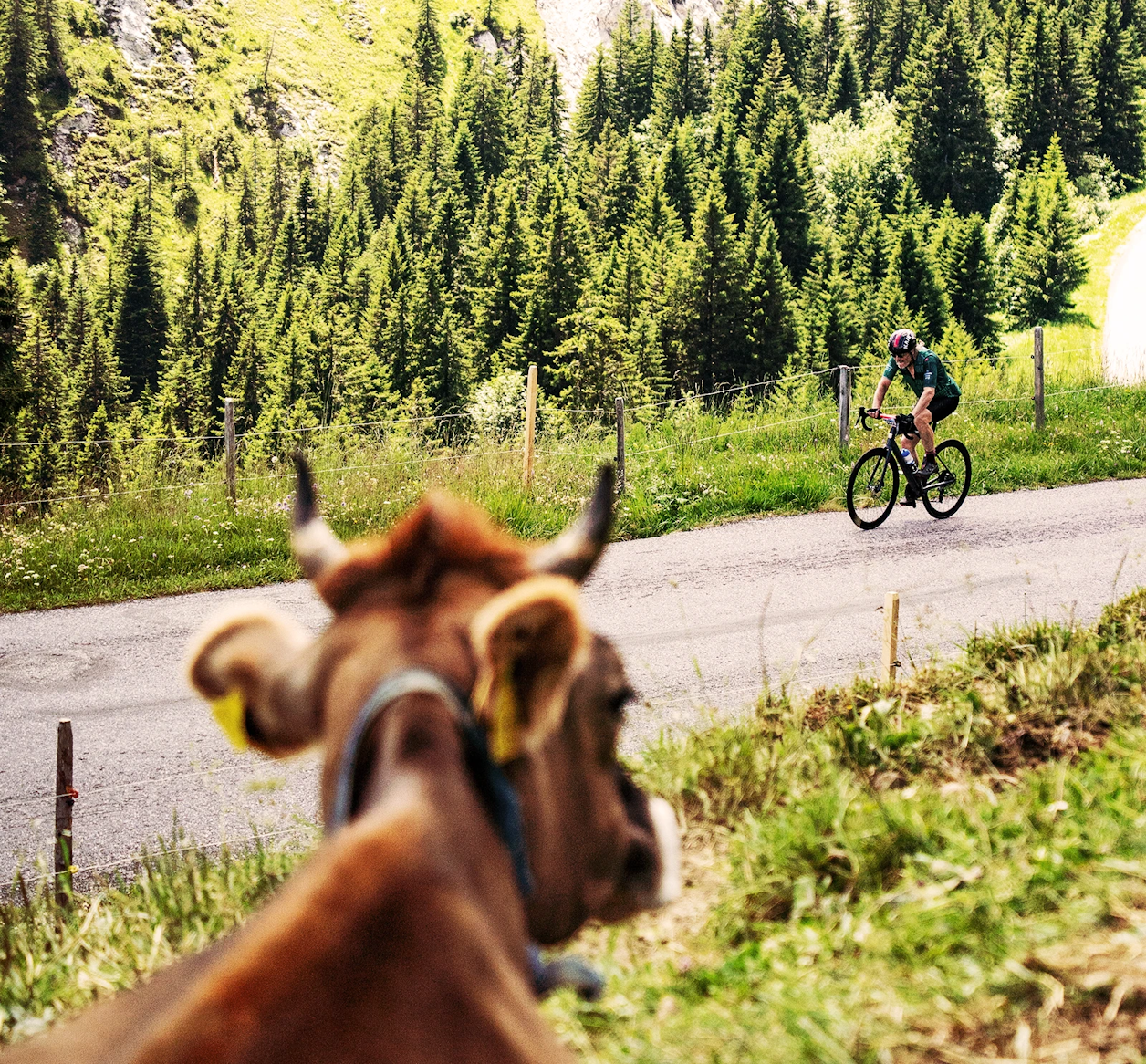 The Majestics - Gran Fondo Suisse
