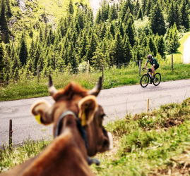 The Majestics - Gran Fondo Suisse