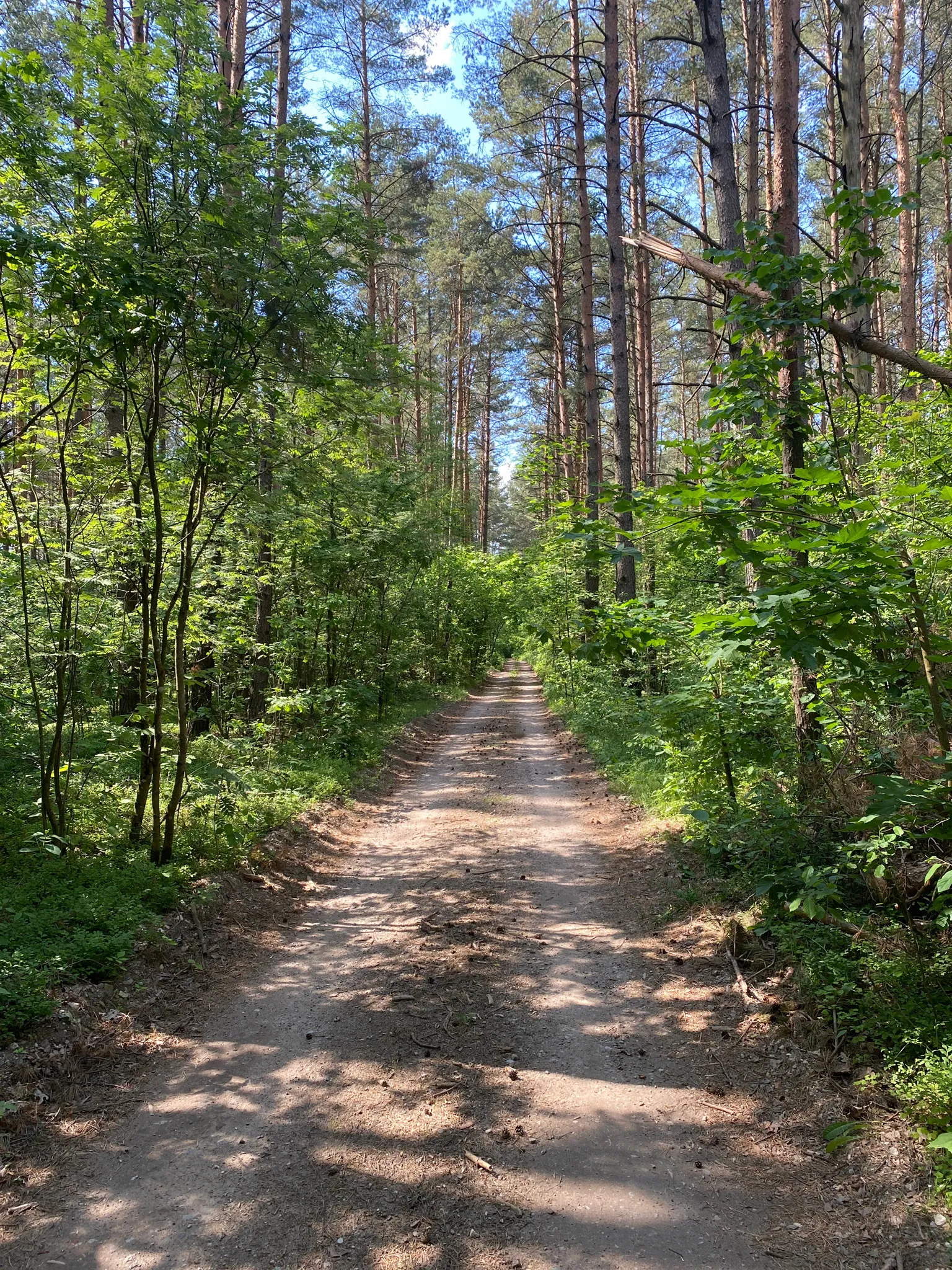 Asveja MTB route