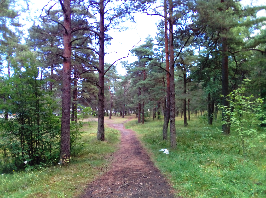 Järve mets MTB Trail