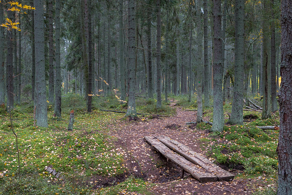 Tädu Nature Study Trail near Viimsi